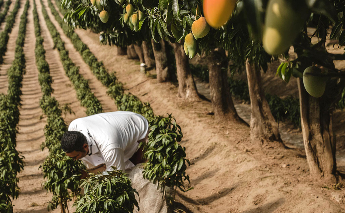Plantation